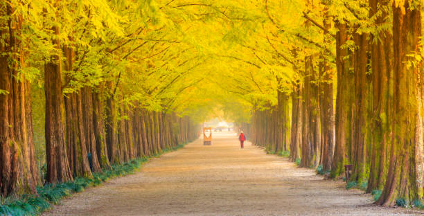 남이섬 가을 단풍길