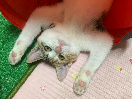 터널놀이한는 고양이