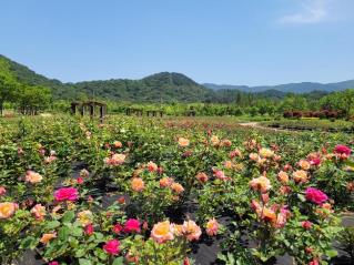 해운대수목원 장미공원