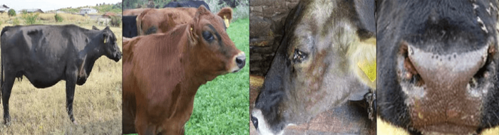 국내 소 럼피스킨병 발생 정보 현재 상황