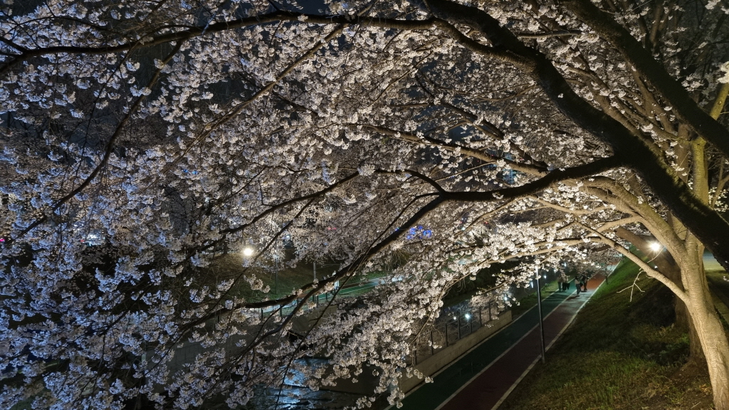 양재천벚꽃축제