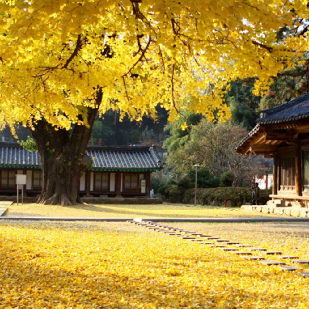 전주 한옥마을