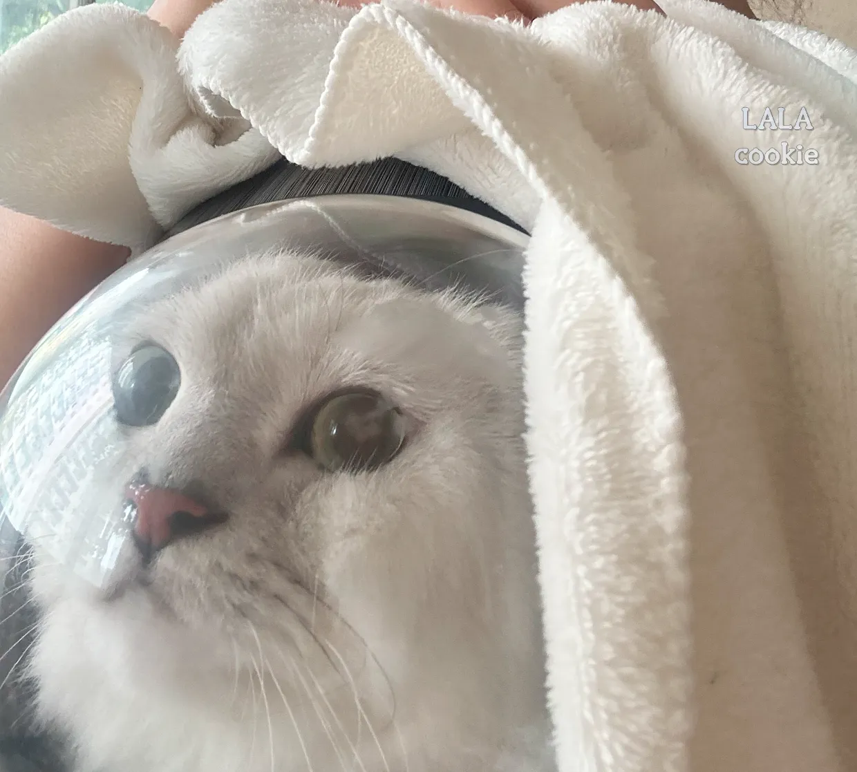 고양이-방광염-치료-후기-병원가는-중인-고양이