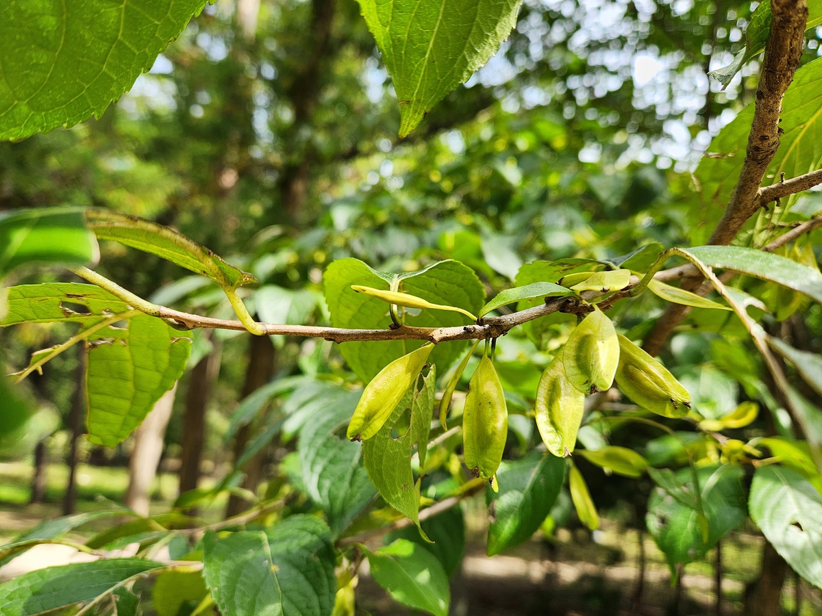 두충(두충나무)