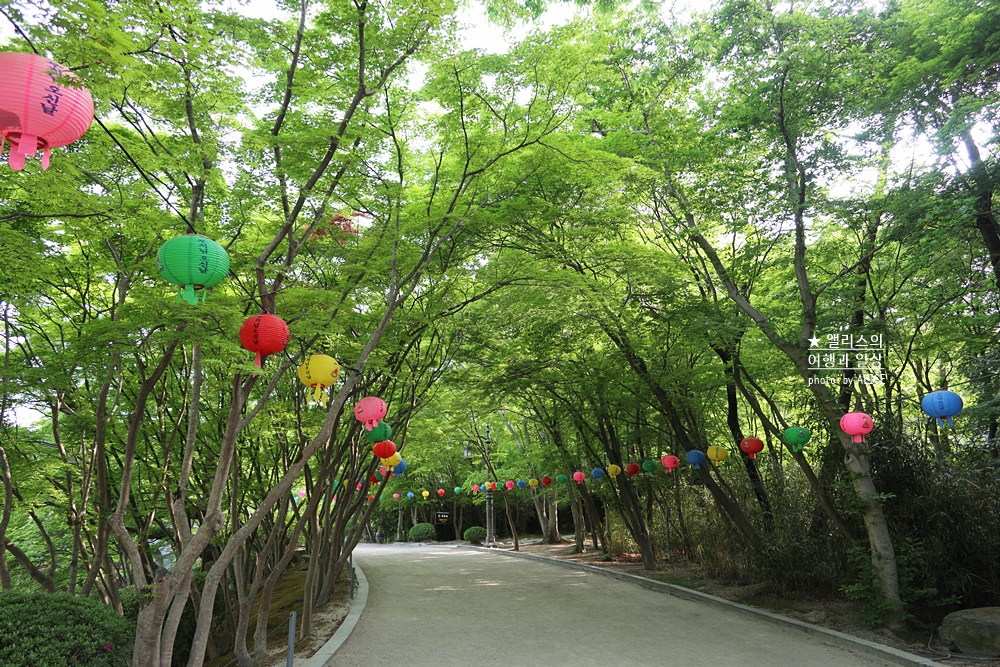 경주 불국사 겹벚꽃 위치, 명소 왕벚꽃 개화시기 (지금 만개), 주차정보