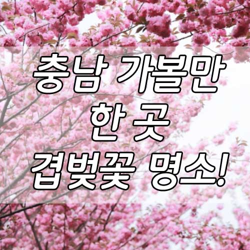 충남 가볼만한 곳, 충남 겹벚꽃 명소 BEST 4!