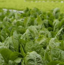 시금치 효능 부작용 고르는법 칼로리