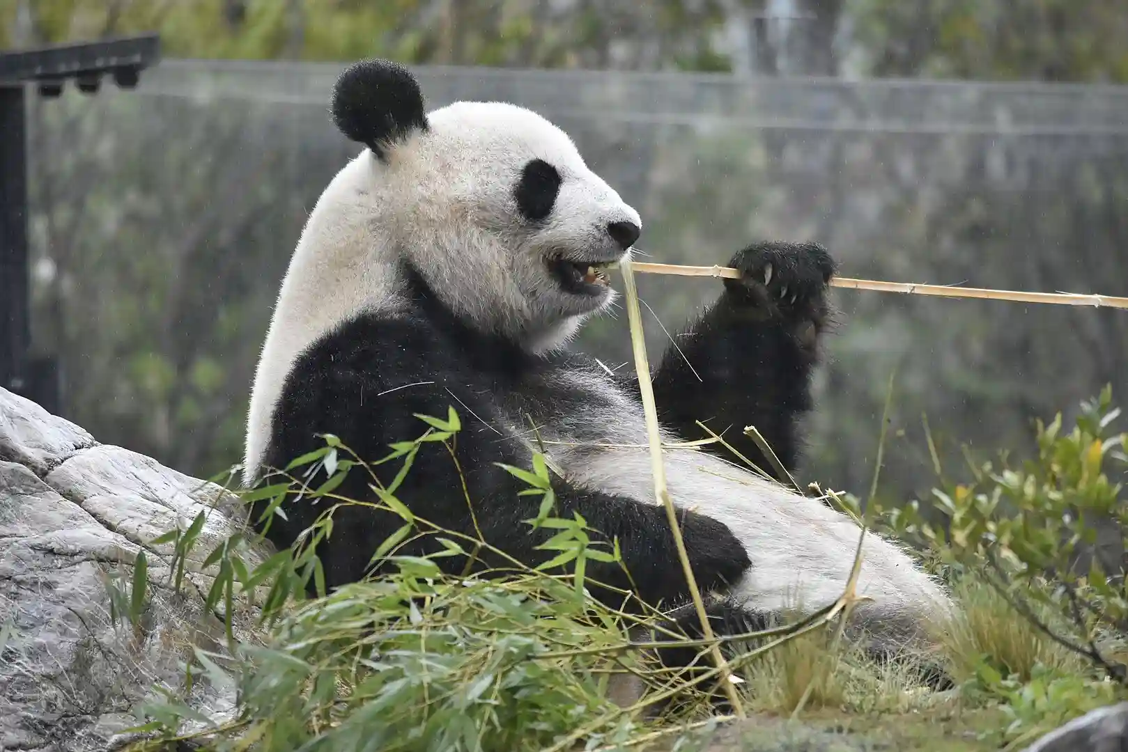 우에노 동물원의 판다들
