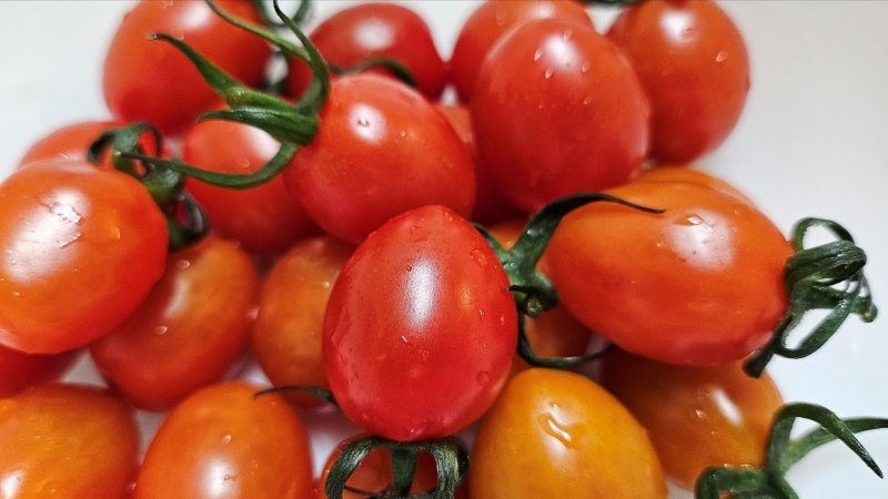 스테비아토마토14