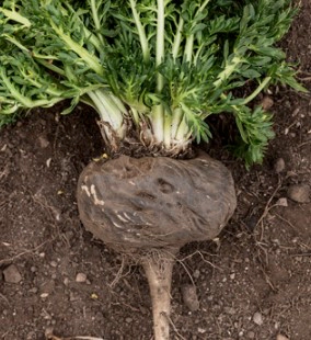 블랙마카 효능 부작용