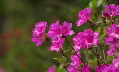 2025 군포 철쭉축제 교통 안내