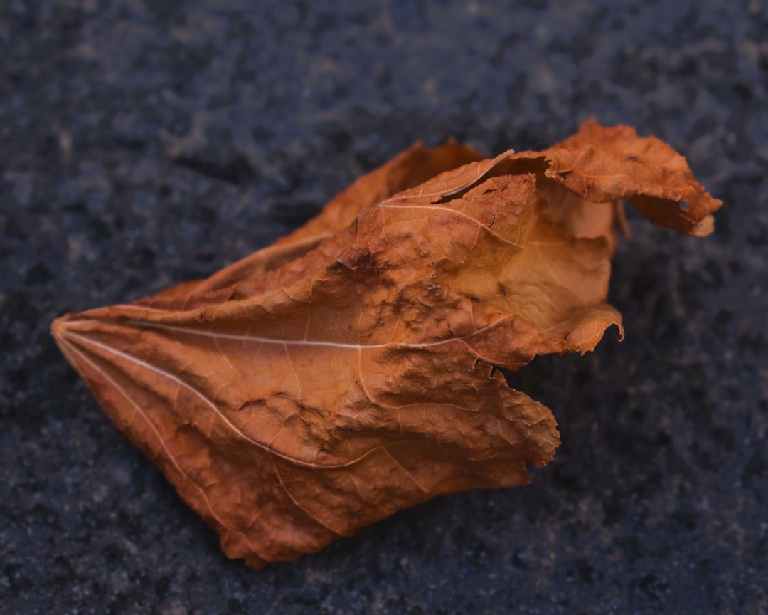 Pumpkin leaf
