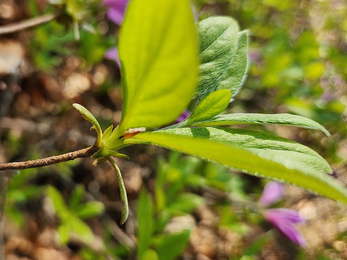 산철쭉