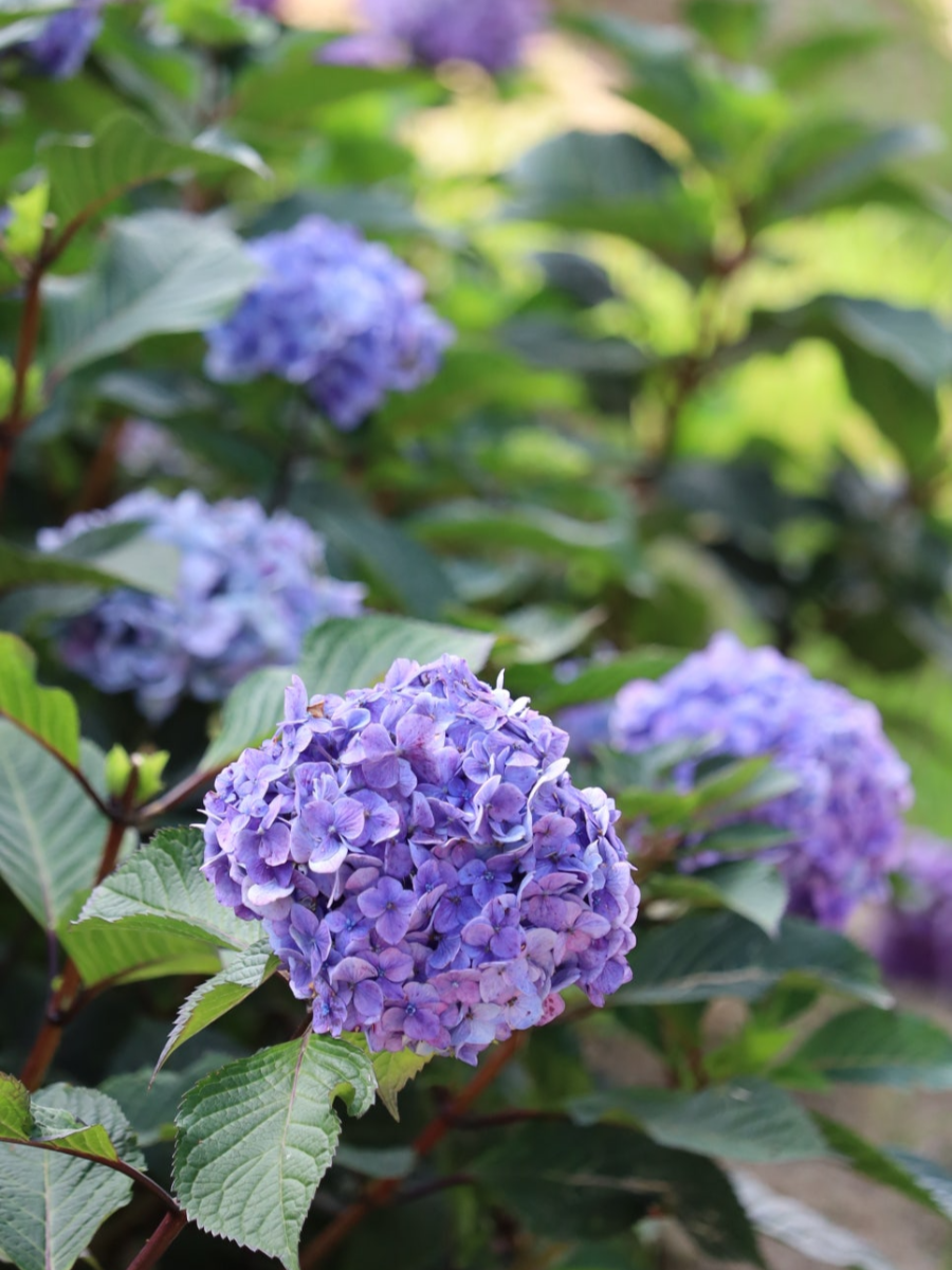 특색있고 아름다운 민간 정원 30선 추천 여행 - 07. 청주 공간정원