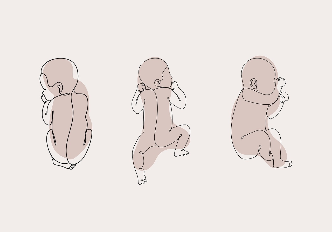 태내발달-발아기, 배아기, 태아기