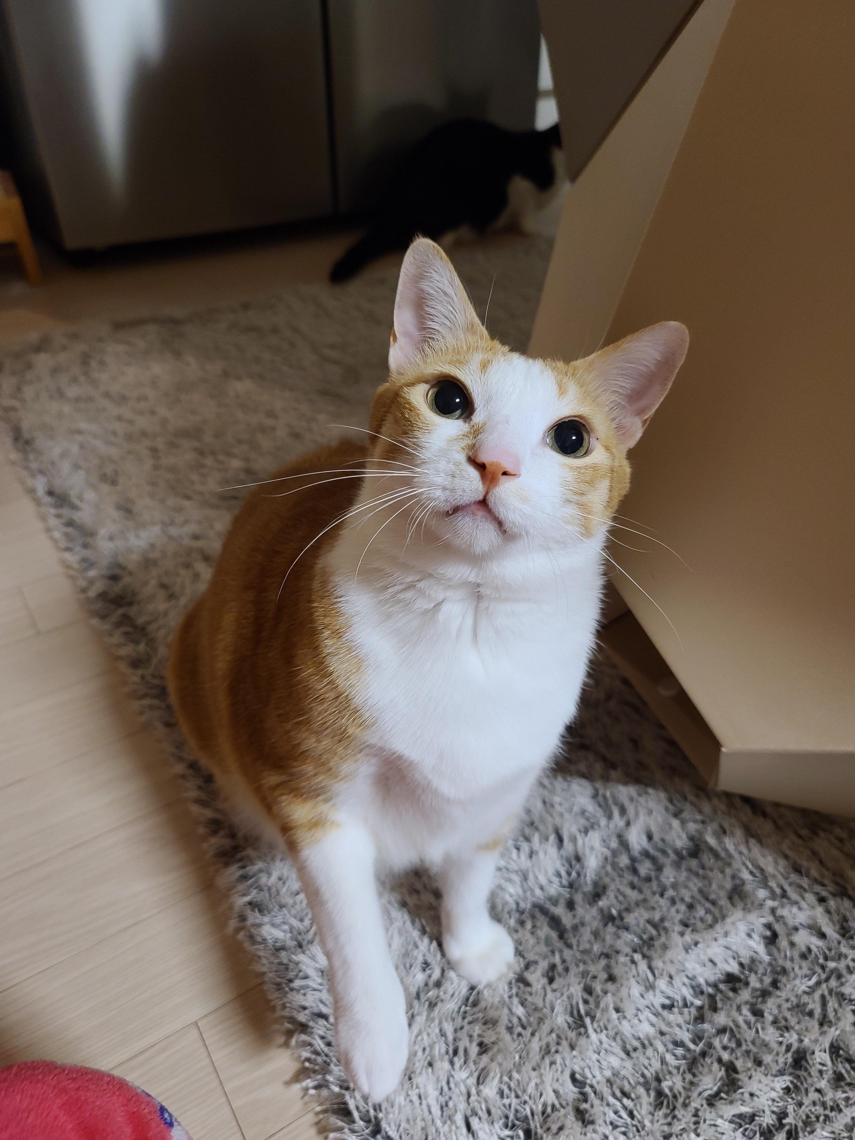 고양이 장난감 오뎅꼬치로 캣미로에서 노는 고양이들.