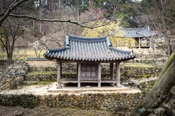 소쇄원 봄 앵두나무꽃 산수유 해당화 개화_4