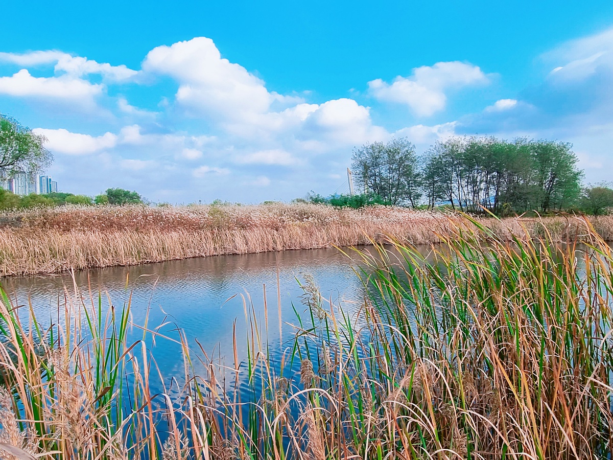 핑크뮬리부터 은행나무길까지&amp;#44; 드림파크 야생화공원 가을 축제와 산책
