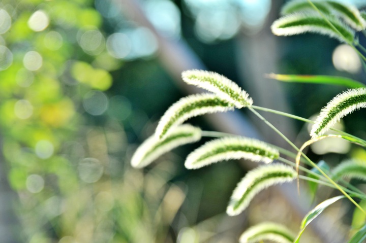 9월 새벽의 강아지풀