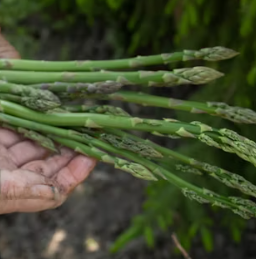아스파라거스 효능 사랑받는 6가지 고르는법 부작용