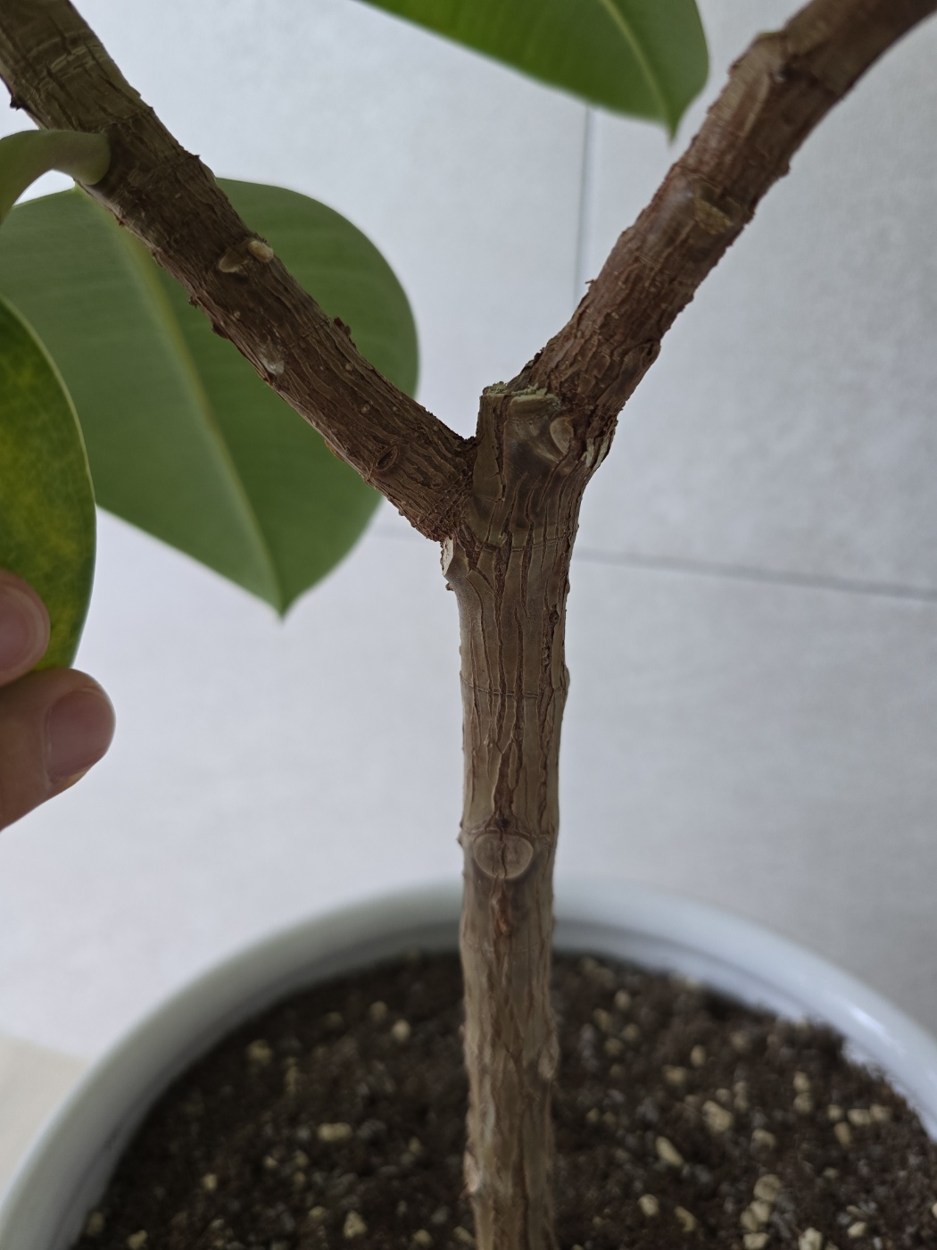 그냥 기다란 목대만 남은상태에서 이렇게 가지가 뻗어 자랏어요.