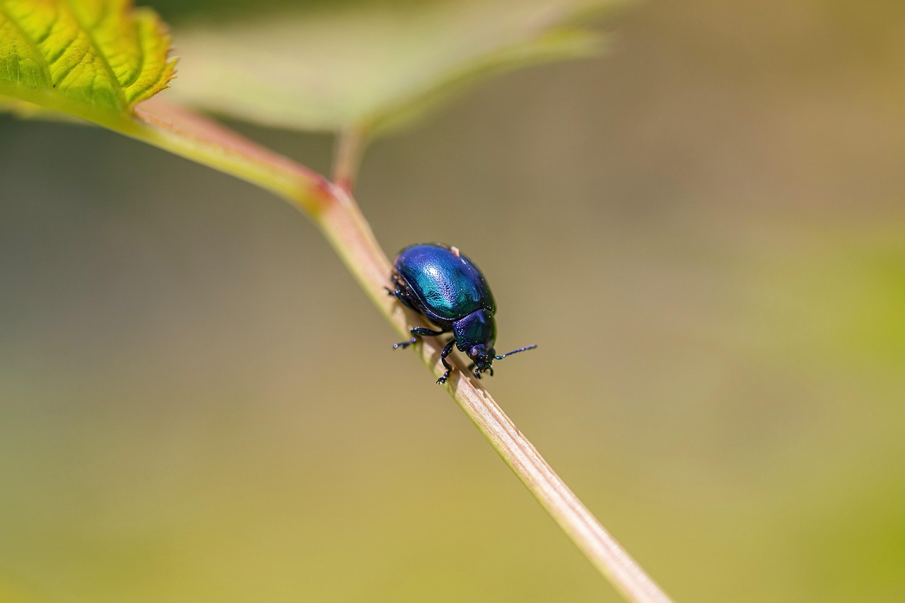 경칩 봄의 시작을 알리는 절기