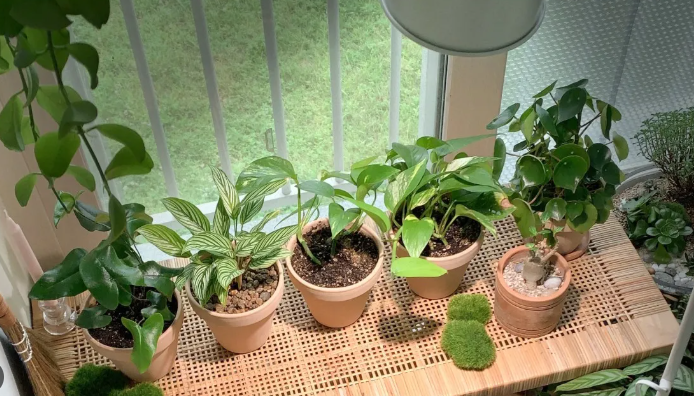 부모님 선물용 화초