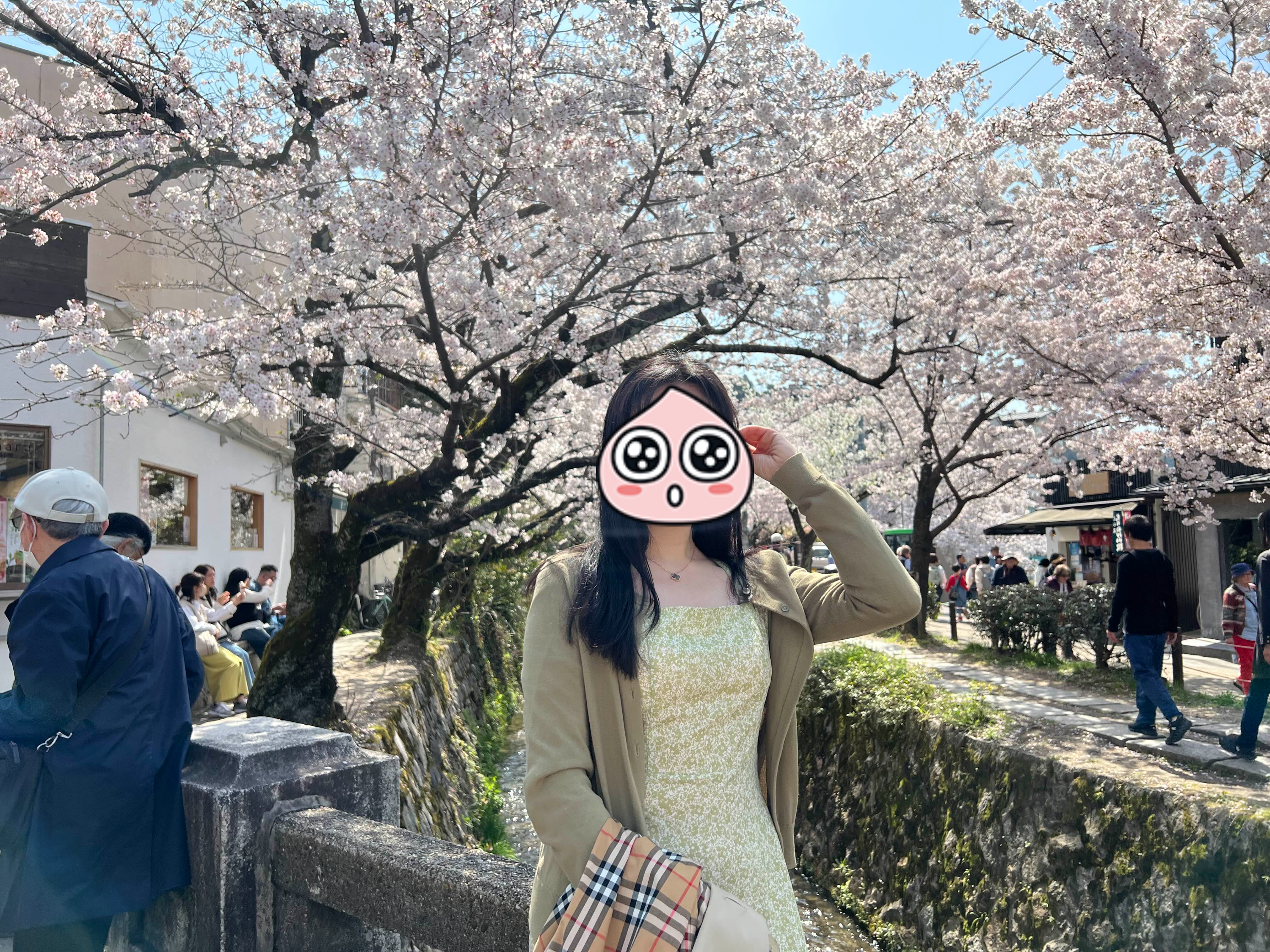 은각사 벚꽃 사진 스팟