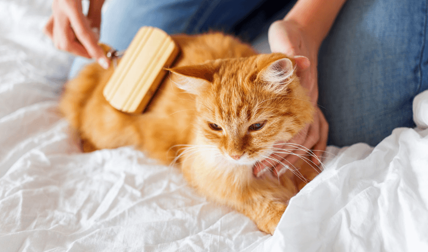 고양이 빗질 사진