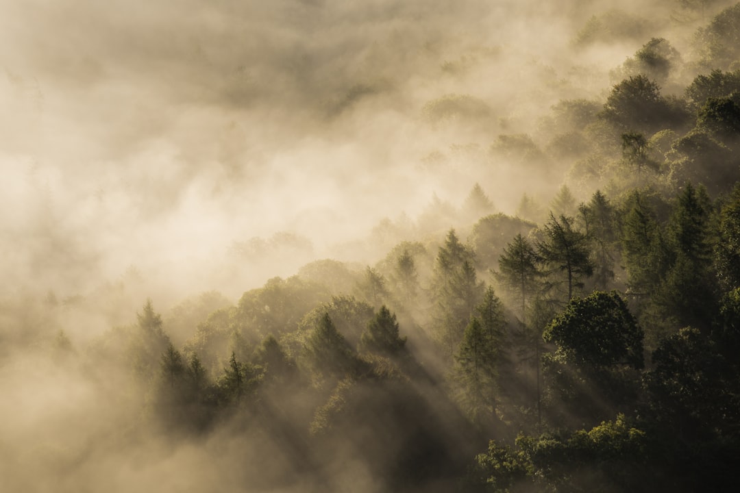 Mist.