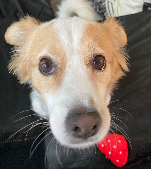 노령견의 청력과 시력