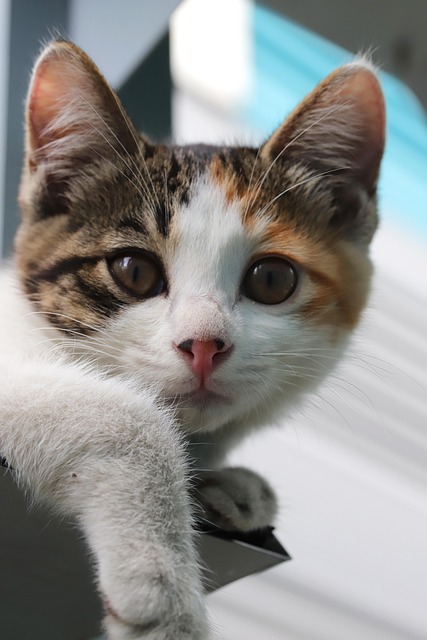 귀여운 고양이 사진