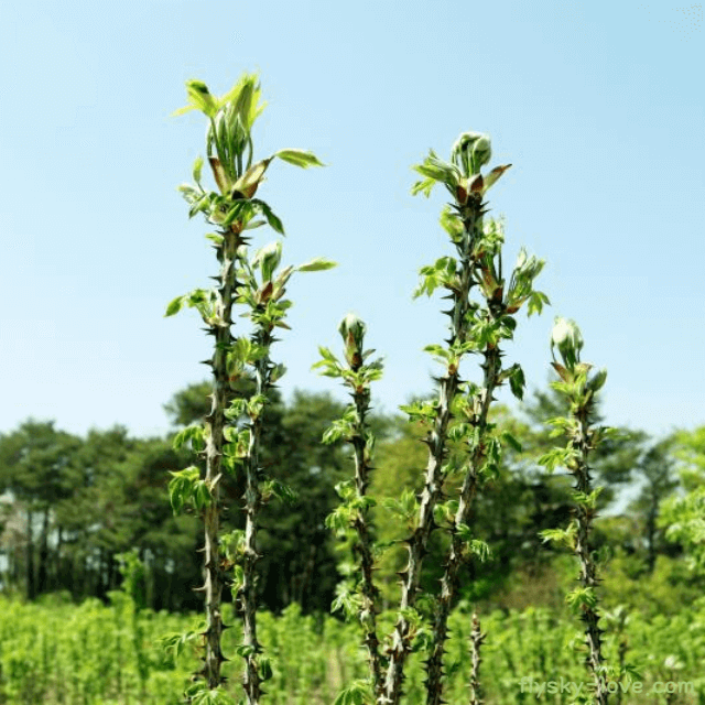 관절염, 신경통에 효과적인 음나무