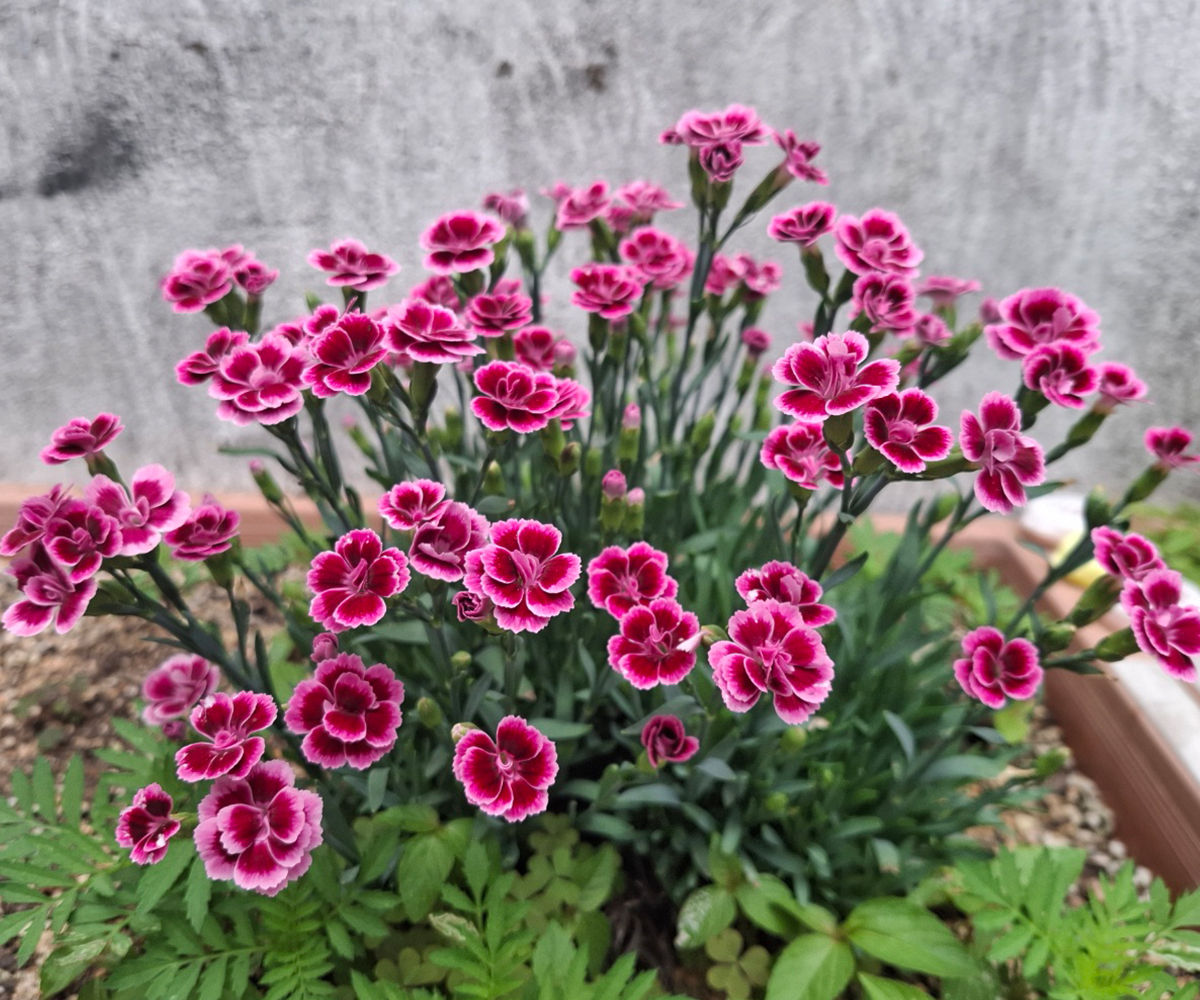 활 짝 피어나는 패랭이 꽃
진분홍 색이 너무 이쁘다