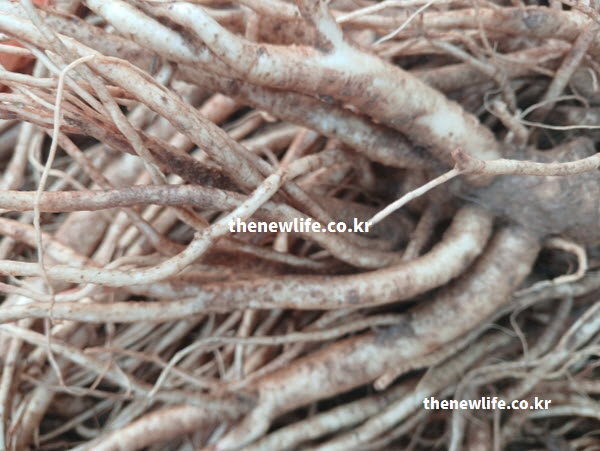 호흡기에 좋은 도라지 효능의 핵심 성분인 사포닌이 풍부한 뿌리 사진