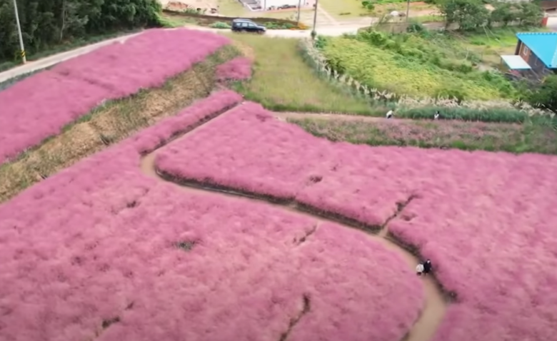 고창-꽃객프로젝트