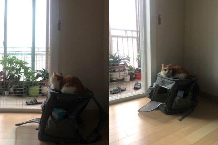 고양이가방