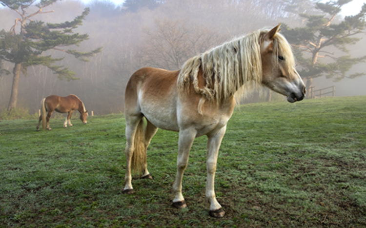 대관령 하늘목장