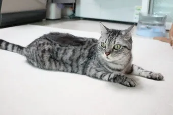 아메리칸숏헤어 고양이 유전병 털빠짐 가격 특징_5