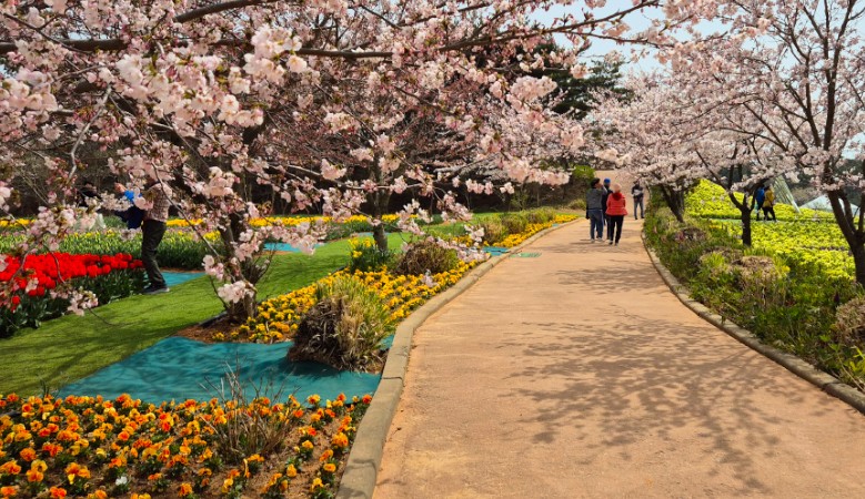 태안 튤립축제 기간 입장료 할인