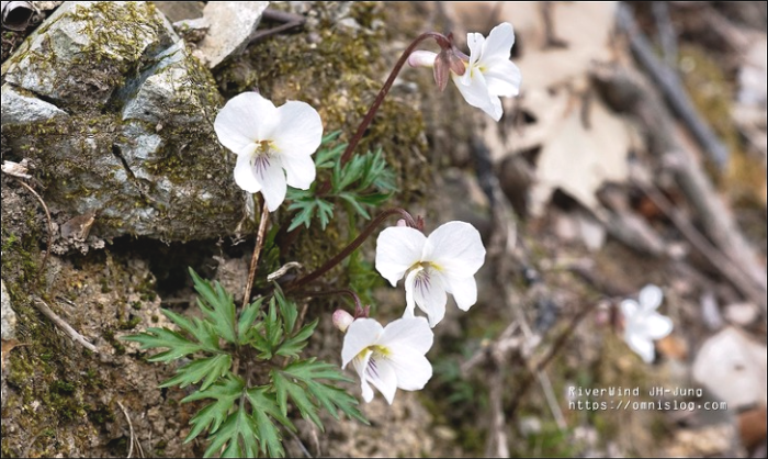 바람꽃 천성산 상리천 야생화 트레킹