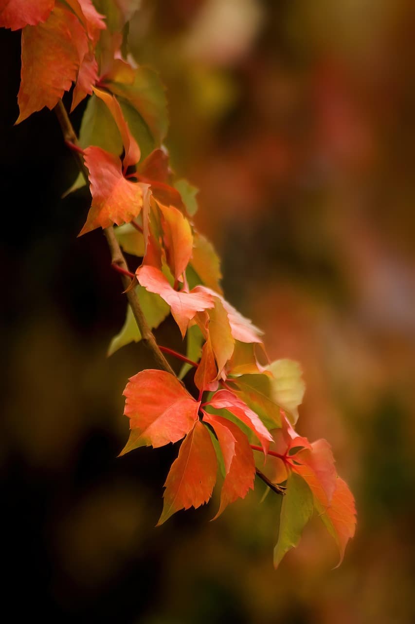 🍁 혼잡 피해서 떠나는 가을 단풍 등산 코스 추천 (한적한 명소 6선)