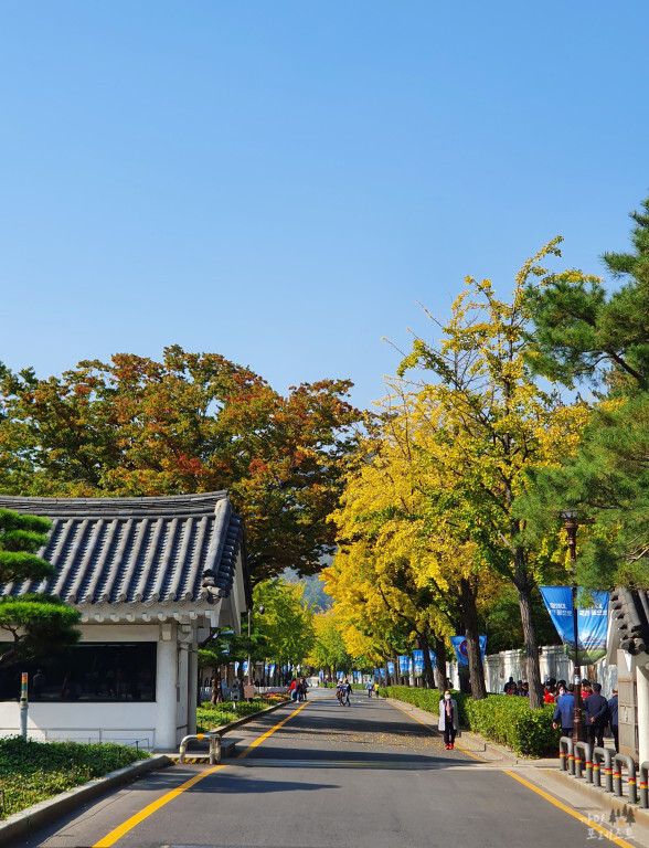 청와대 거리