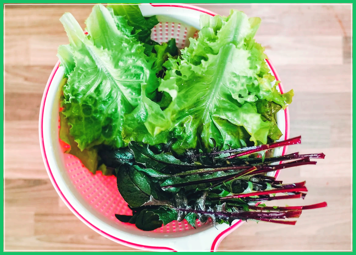 상추 씻고 보관