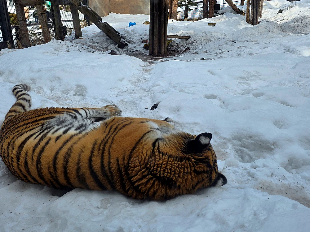 아사히야마 동물원 펭귄 워크 관광11