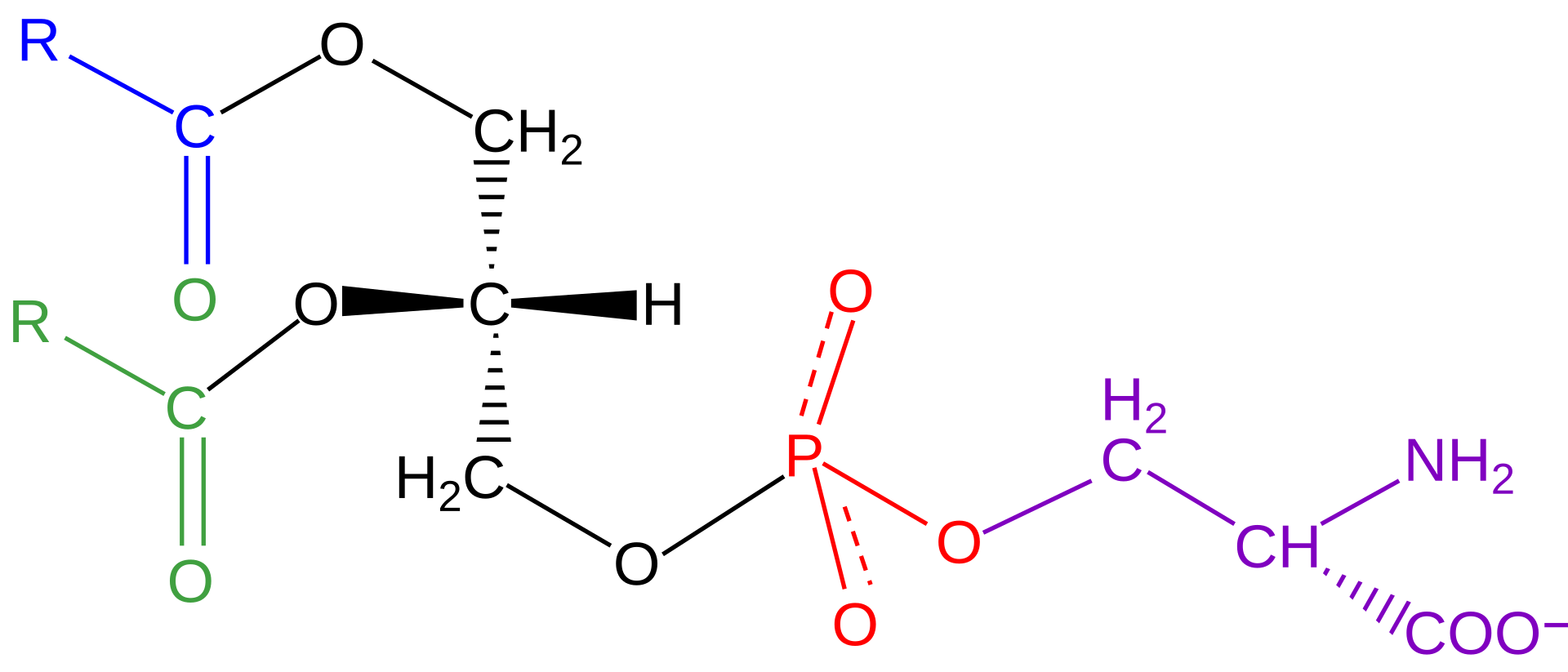 포스파티딜세린-음식