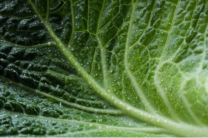 대형마트 절임배추 예약판매 가격비교 이마트 홈플 롯데 농협