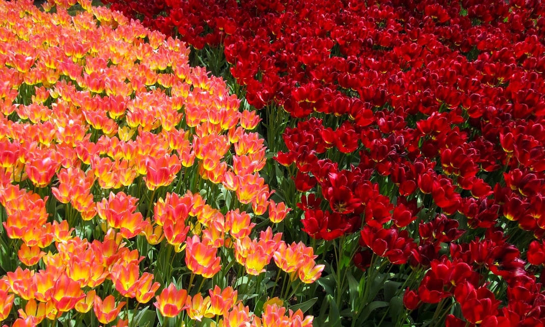 Marigold