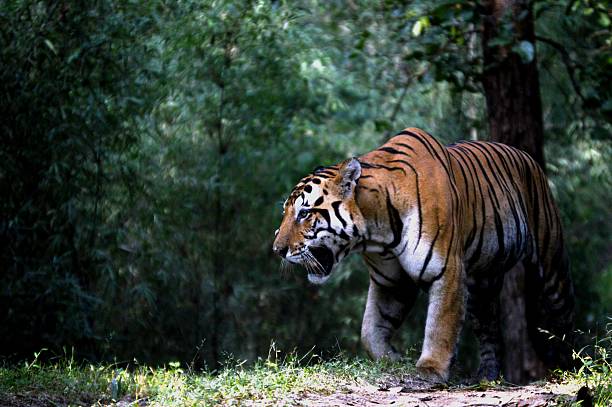 사자를 잡는 꿈