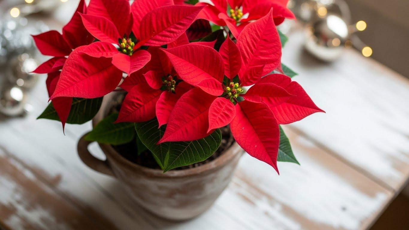 크리스마스 꽃 포인세티아